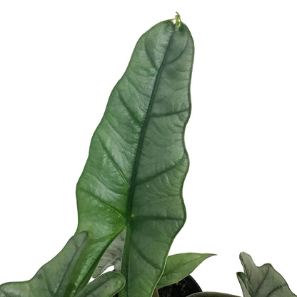 Alocasia, 4in, Dragon's Breath