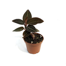 Load image into Gallery viewer, Jewel Orchid, 3in
