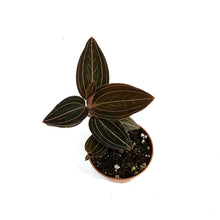 Load image into Gallery viewer, Jewel Orchid, 3in

