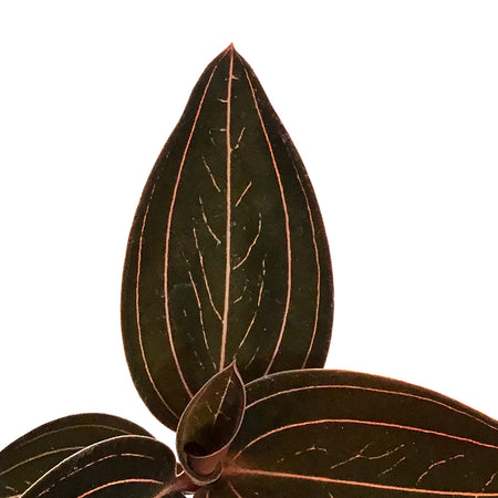 Jewel Orchid, 3in