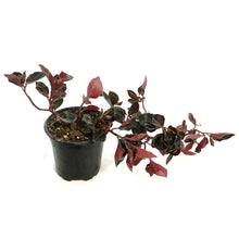 Load image into Gallery viewer, Peperomia, 4in, Metallica
