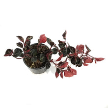 Load image into Gallery viewer, Peperomia, 4in, Metallica
