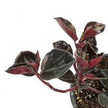 Load image into Gallery viewer, Peperomia, 4in, Metallica

