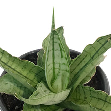 Load image into Gallery viewer, Sansevieria, 3.5in, Himalayan
