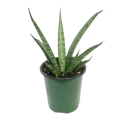 Sansevieria, 3.5in, Pineapple
