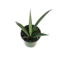 Load image into Gallery viewer, Sansevieria, 3.5in, Pineapple
