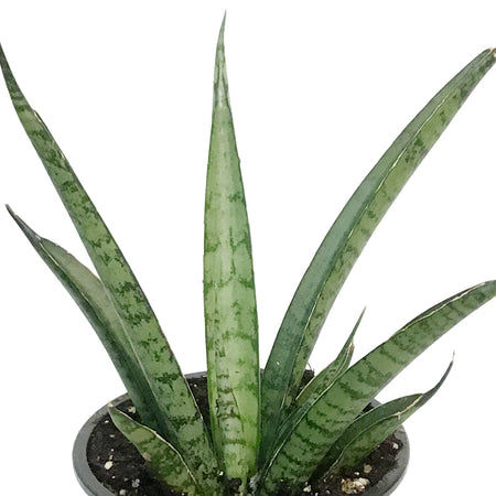 Sansevieria, 3.5in, Pineapple