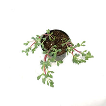 Load image into Gallery viewer, Oscularia 3.5in, Pink Ice Palnt
