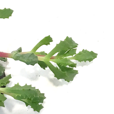 Oscularia 3.5in, Pink Ice Palnt