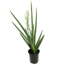 Load image into Gallery viewer, Sansevieria, 4in, Bob
