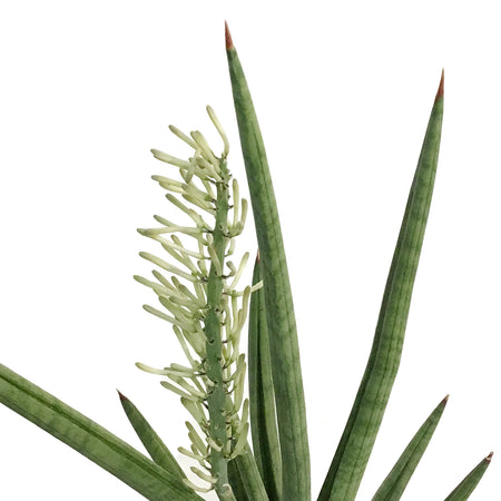 Sansevieria, 4in, Bob