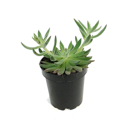 Succulent, 3.5in, Echeveria Arrow
