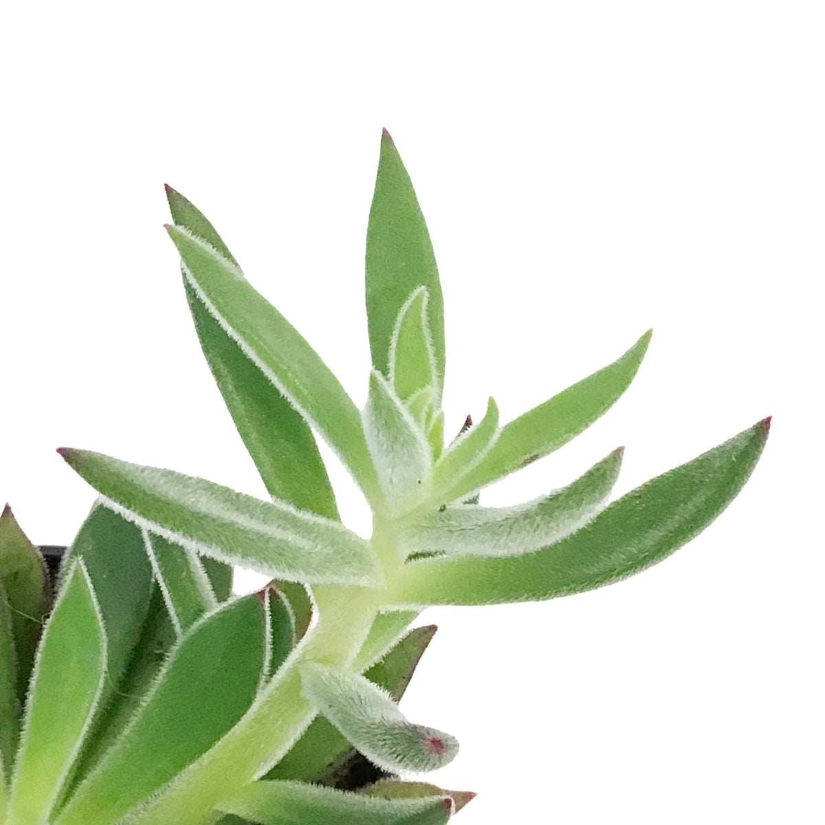 Succulent, 3.5in, Echeveria Arrow