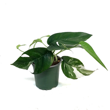 Epipremnum Pinnatum, 4in, Albo