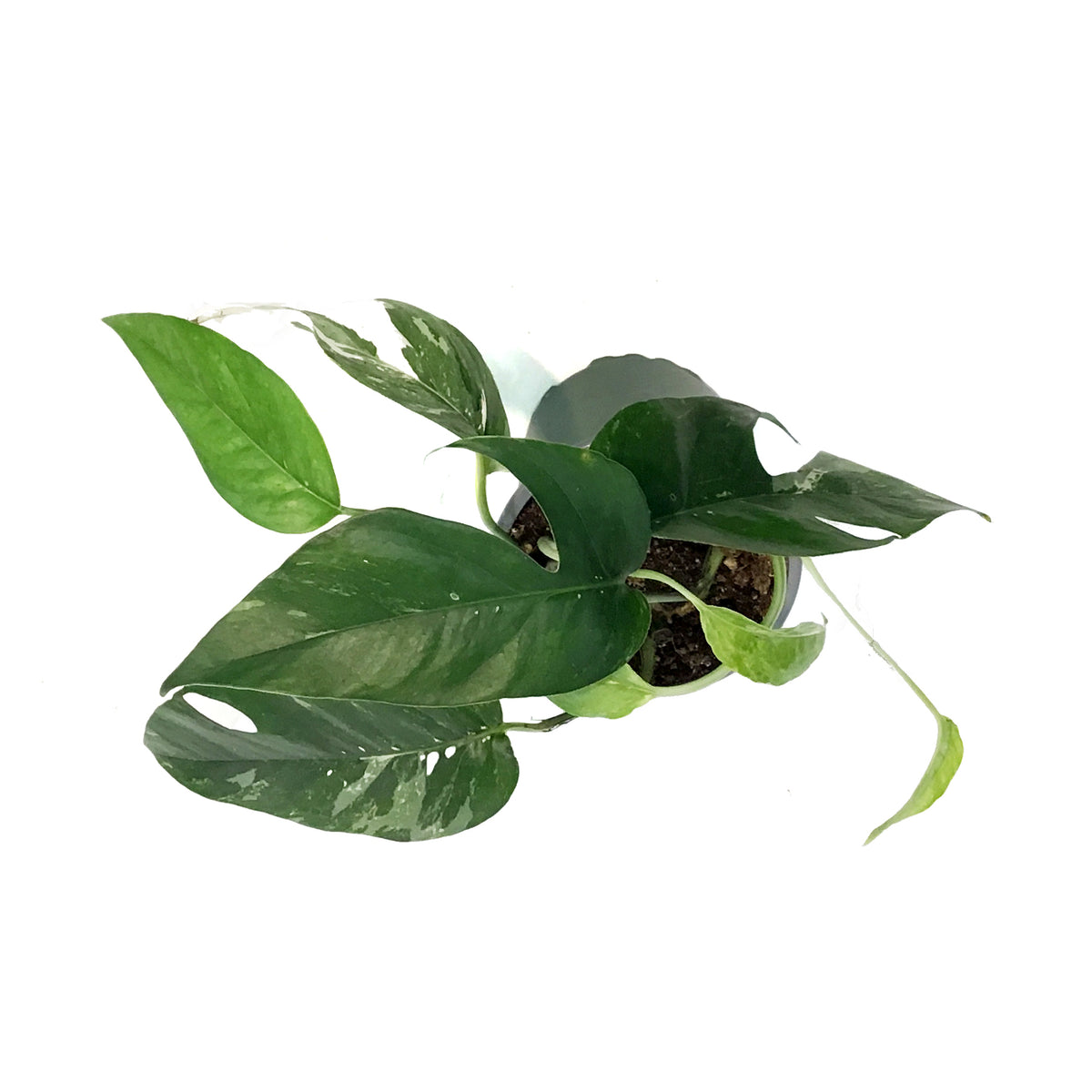 Epipremnum Pinnatum, 4in, Albo