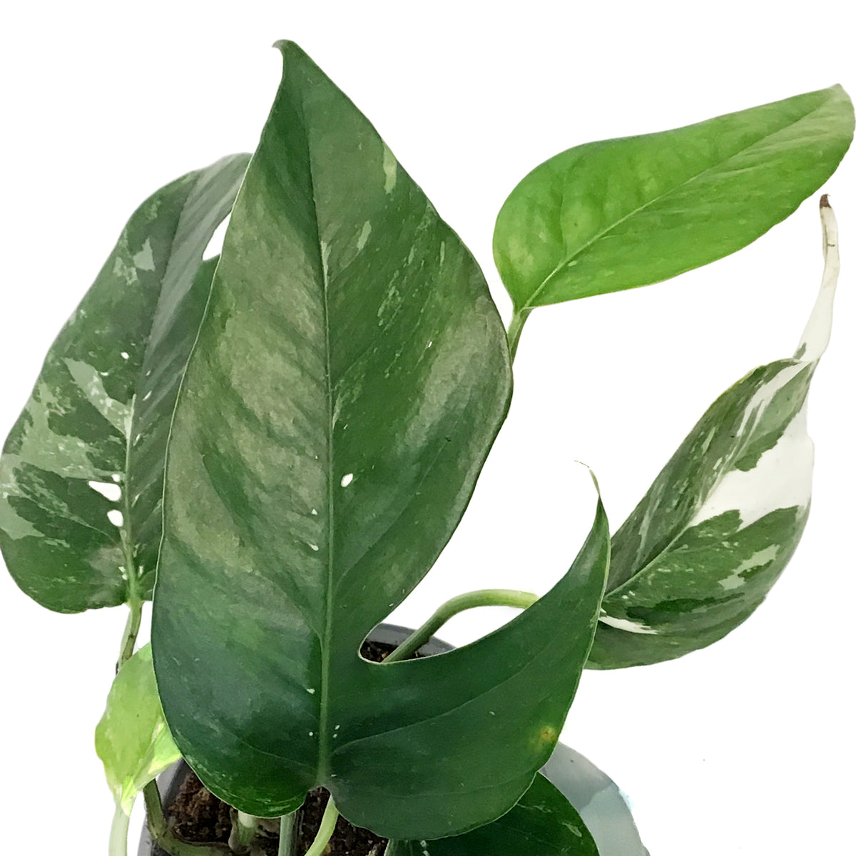 Epipremnum Pinnatum, 4in, Albo