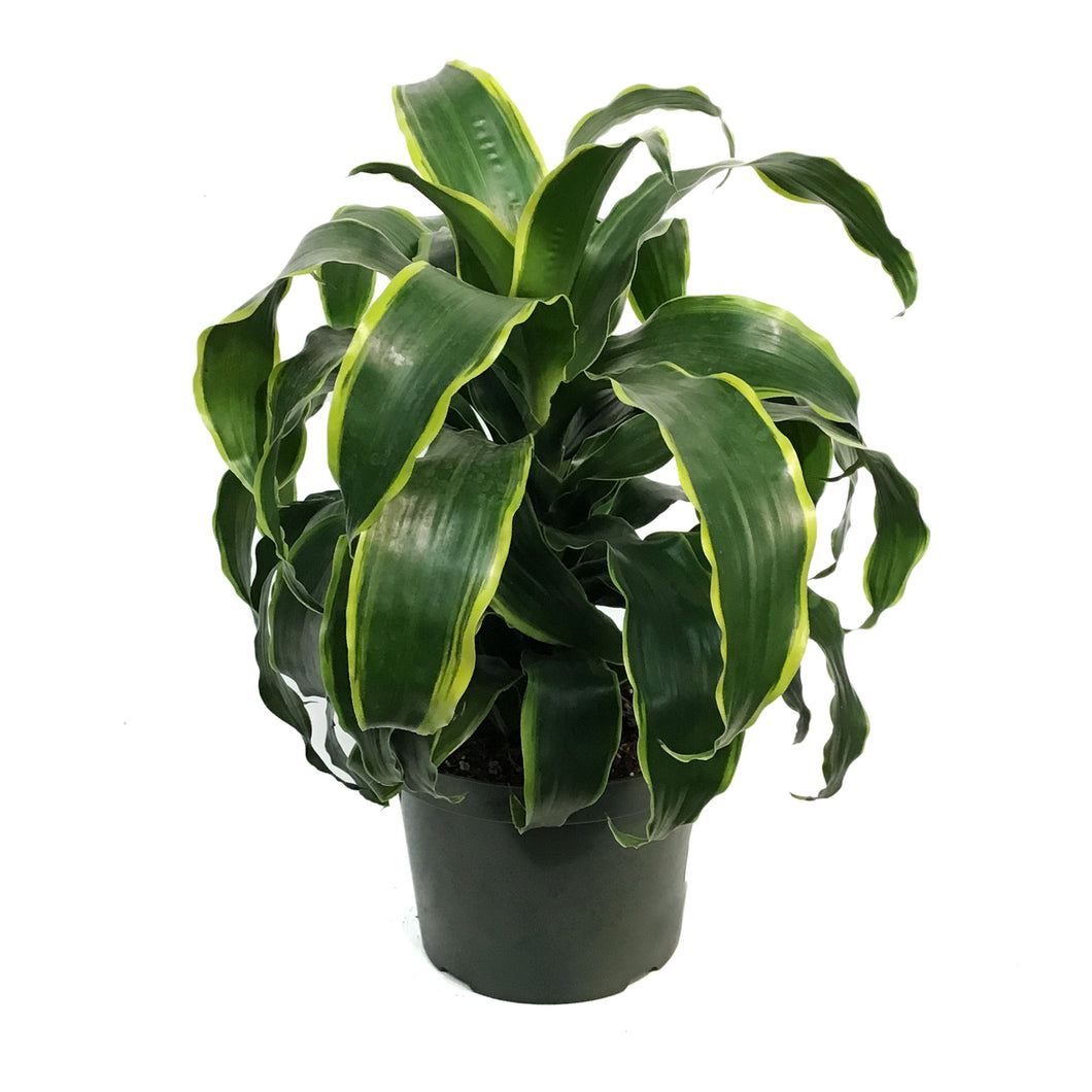 dracaena dragon dorado Dracaena, 8in, Dragon Dorado – Floral Acres Greenhouse & Garden Centre