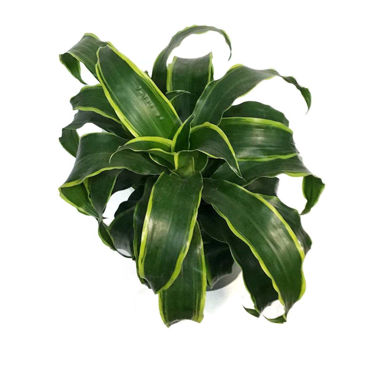 Dracaena, 8in, Dragon Dorado
