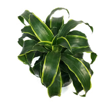 Load image into Gallery viewer, Dracaena, 8in, Dragon Dorado
