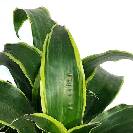 Dracaena, 8in, Dragon Dorado