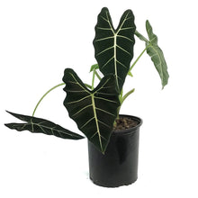 Load image into Gallery viewer, Alocasia, 10in, Frydek
