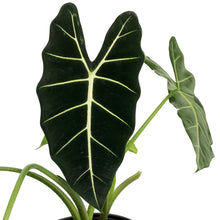 Load image into Gallery viewer, Alocasia, 10in, Frydek
