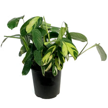 Load image into Gallery viewer, Ctenanthe, 10in, Golden Mosaic
