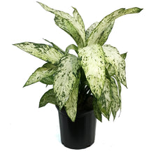 Load image into Gallery viewer, DIEFFENBACHIA, 10in, Vesuvius
