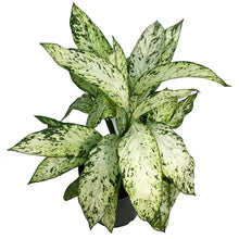 Load image into Gallery viewer, DIEFFENBACHIA, 10in, Vesuvius
