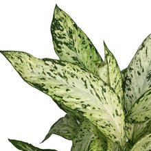 Load image into Gallery viewer, DIEFFENBACHIA, 10in, Vesuvius
