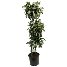 Load image into Gallery viewer, Dracaena, 10in, Jade Jewel 3-2-1
