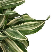 Load image into Gallery viewer, Dracaena, 10in, Jade Jewel 3-2-1
