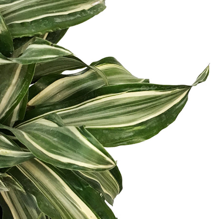 Dracaena, 10in, Jade Jewel 3-2-1