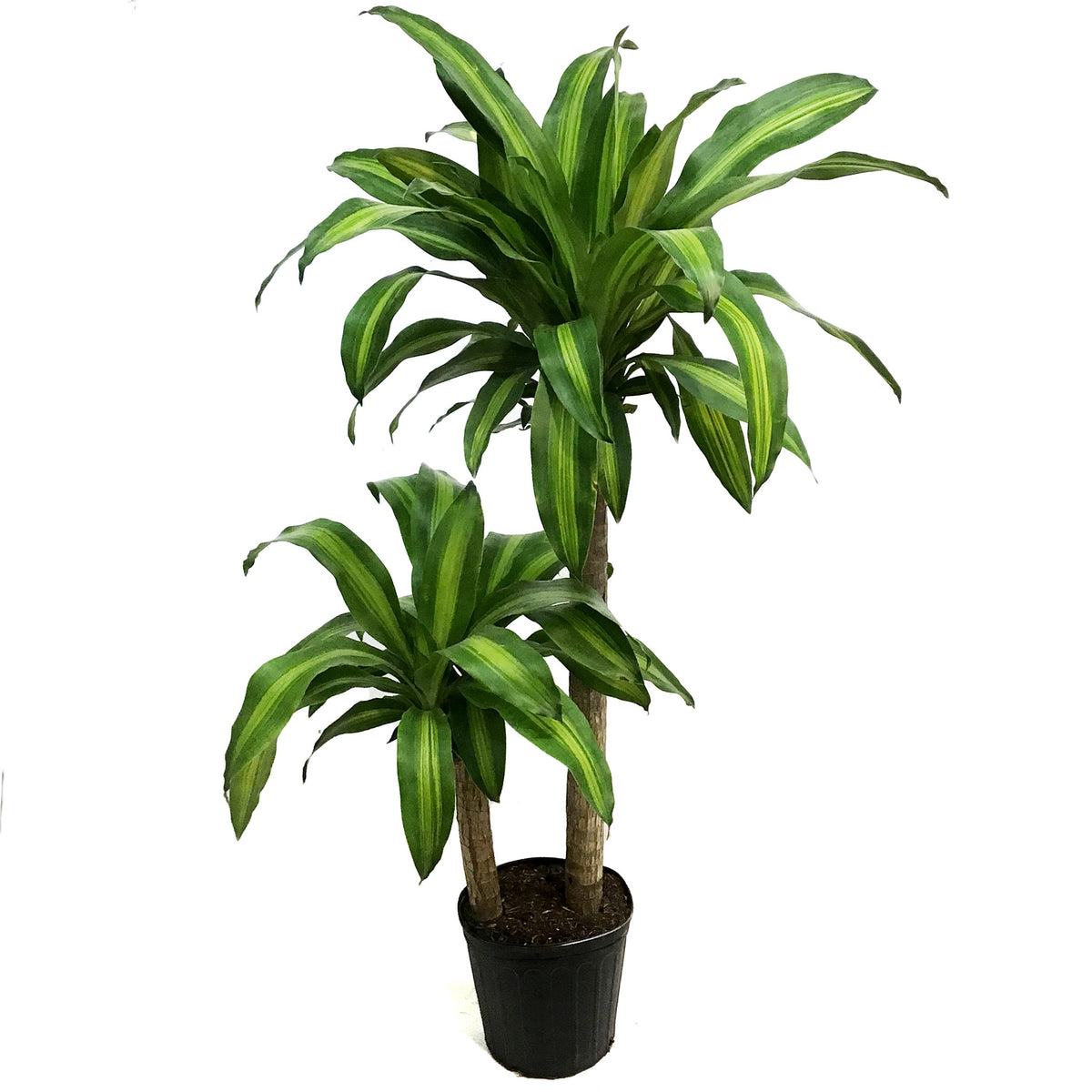 Dracaena, 10in, Mass Cane 3-2