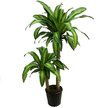 Load image into Gallery viewer, Dracaena, 10in, Mass Cane 3-2
