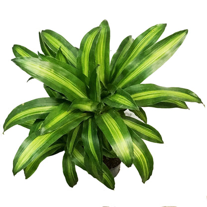 Dracaena, 10in, Mass Cane 3-2