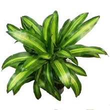 Load image into Gallery viewer, Dracaena, 10in, Mass Cane 3-2
