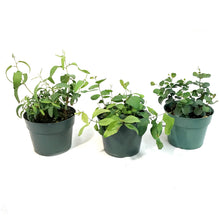 Load image into Gallery viewer, Eucalyptus, 6in, Assorted
