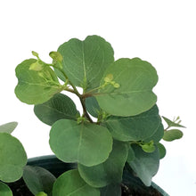 Load image into Gallery viewer, Eucalyptus, 6in, Assorted

