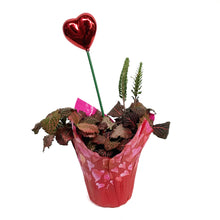 Load image into Gallery viewer, 4in Valentines Planter Fittonia
