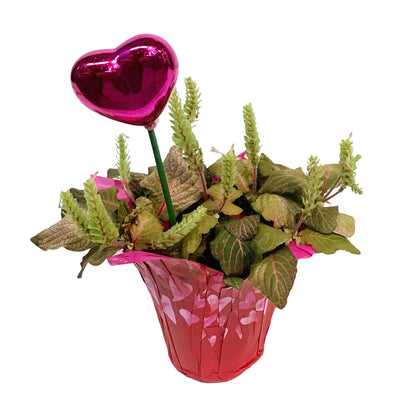 4in Valentines Planter Fittonia