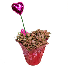 Load image into Gallery viewer, 4in Valentines Planter Fittonia
