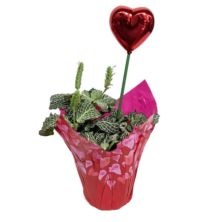 4in Valentines Planter Fittonia