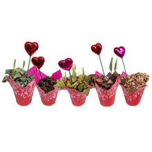 Load image into Gallery viewer, 4in Valentines Planter Fittonia
