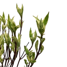 Load image into Gallery viewer, Dogwood, 2 gal, Ivory Halo®
