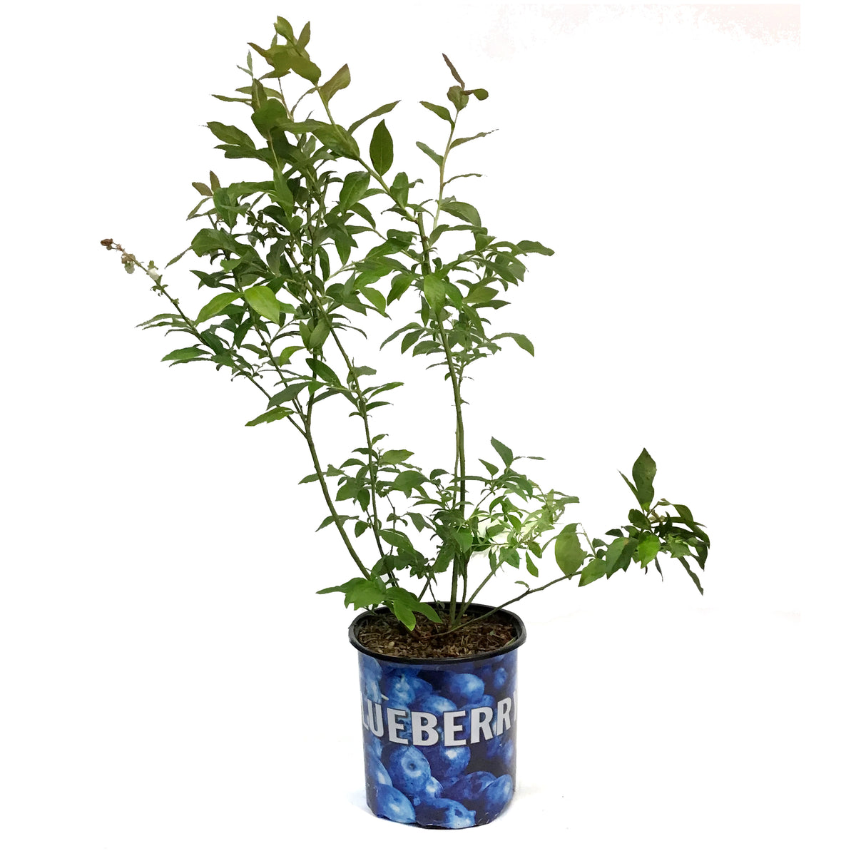 Blueberry, 2 gal, Blue Ray