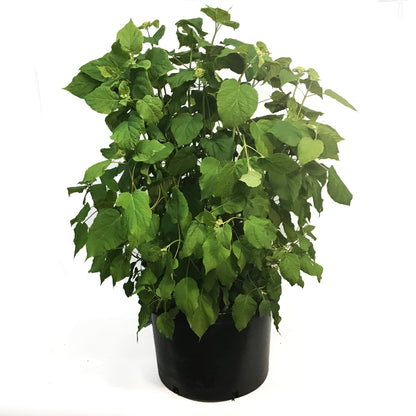 Hydrangea, 10 gal, Annabelle