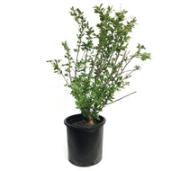 Cotoneaster, 5 gal, Hedge/Peking