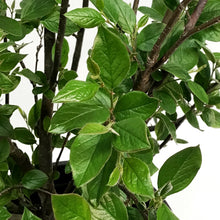 Load image into Gallery viewer, Cotoneaster, 5 gal, Hedge/Peking
