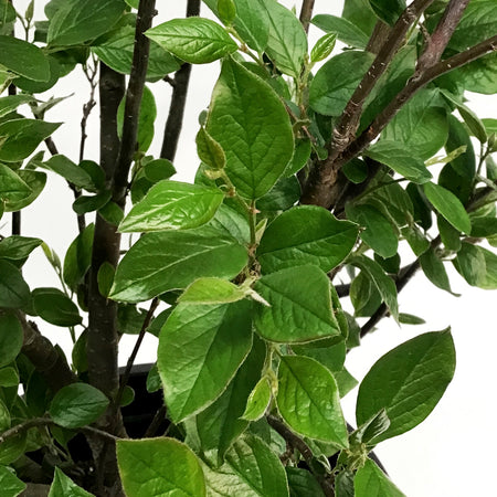 Cotoneaster, 5 gal, Hedge/Peking